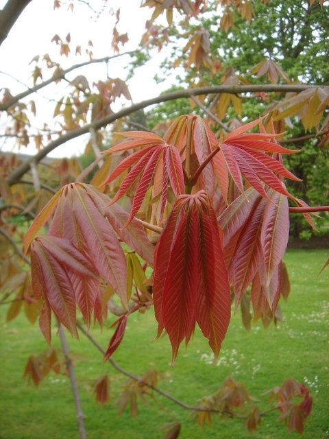 Aesculus indica